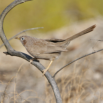 Arabian Babbler
