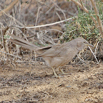 Arabian Babbler