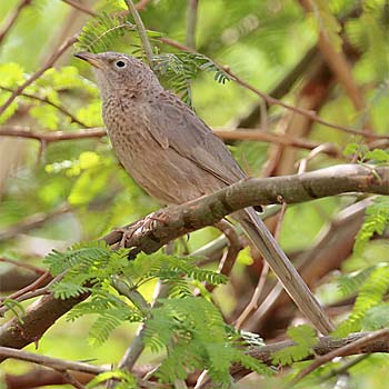 Arabian Babbler