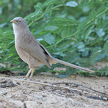 Arabian Babbler