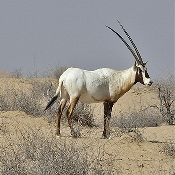 Arabian Oryx