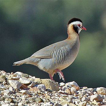 Arabian Partridge