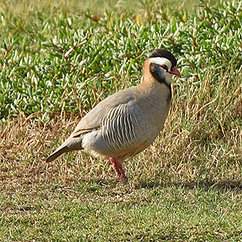 Arabian Partridge