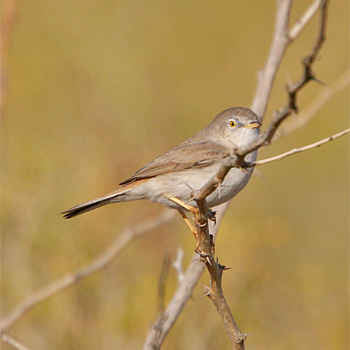 Asian Desert Warbler