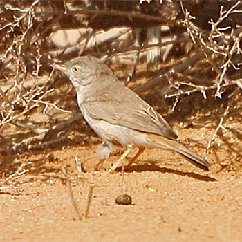 Asian Desert Warbler