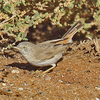 Asian Desert Warbler