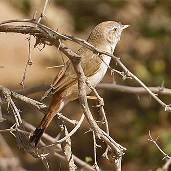 Asian Desert Warbler