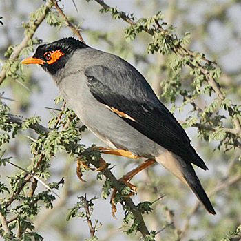 Bank Myna