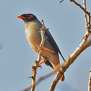 Bank Myna