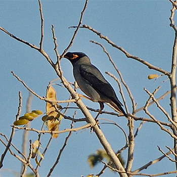 Bank Myna