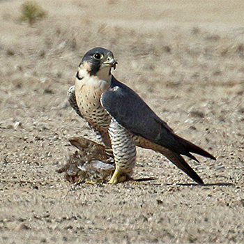Peregrine (Barbary) Falcon
