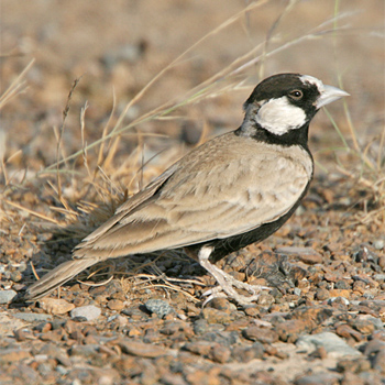 Black-crowned Sparrow-lark