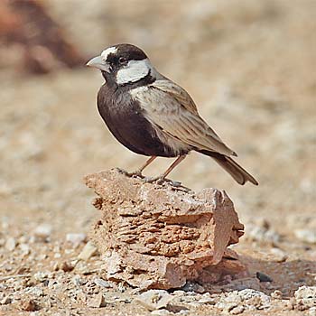 Black-crowned Sparrow-lark