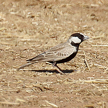 Black-crowned Sparrow-lark
