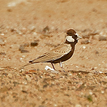 Black-crowned Sparrow-lark