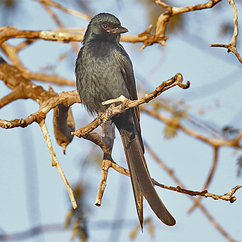 Black Drongo