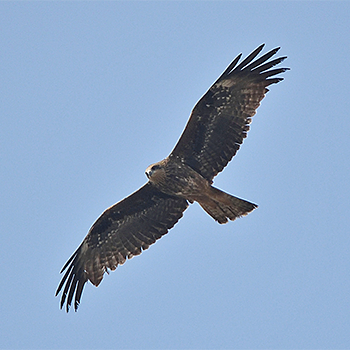 Black (-eared) Kite