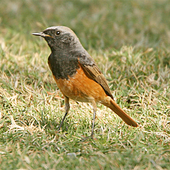 Black Redstart