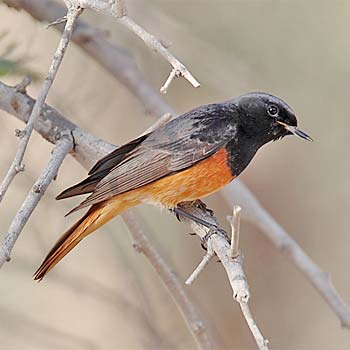 Black Redstart