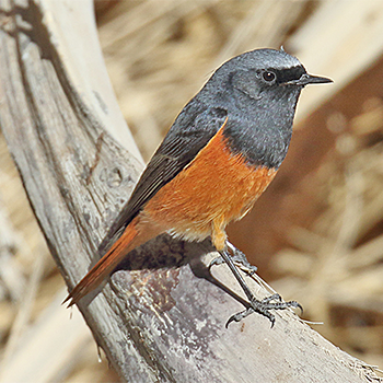 Black Redstart (<em>semirufus</em>)