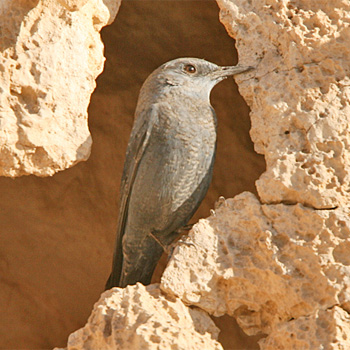 Blue Rock-thrush