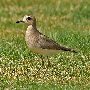 Caspian Plover