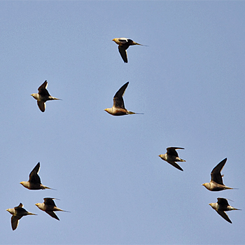 Chestnut-bellied Sandgrouse