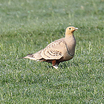 Chestnut-bellied Sandgrouse