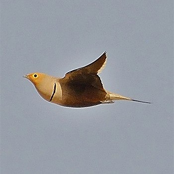 Chestnut-bellied Sandgrouse