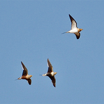 Chestnut-bellied Sandgrouse