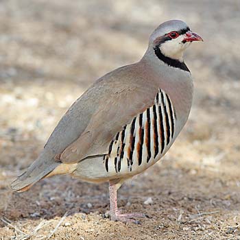 Chukar