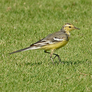 Citrine Wagtail