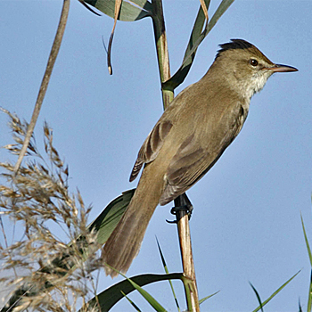 Clamorous Reed Warbler