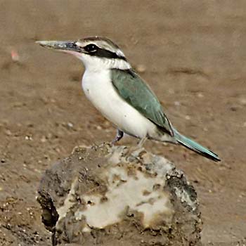 Collared Kingfisher