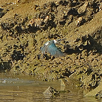 Collared Kingfisher