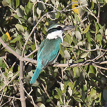 Collared Kingfisher