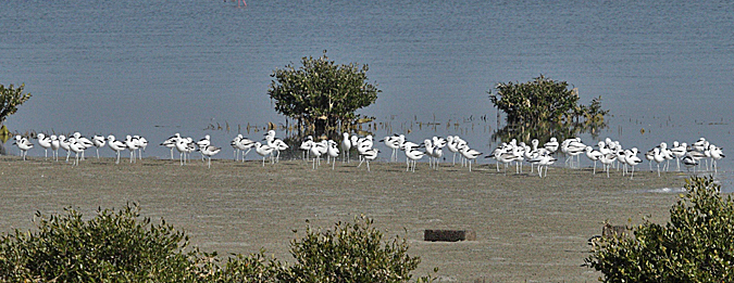 Crab Plovers
