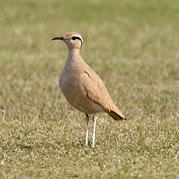 Cream-coloured Courser