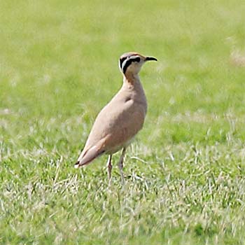 Cream-coloured Courser