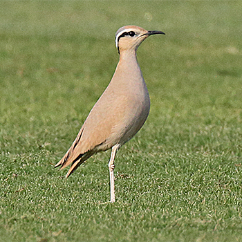 Cream-coloured Courser