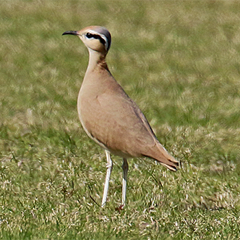 Cream-coloured Courser