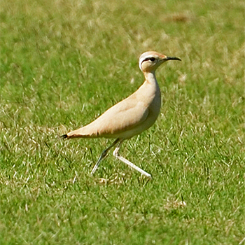 Cream-coloured Courser