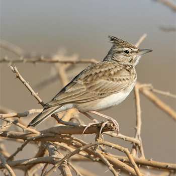 Crested Lark