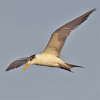 Great Crested Tern