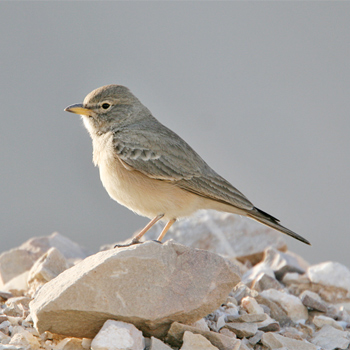 Desert Lark