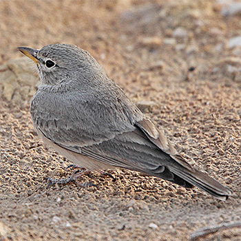 Desert Lark