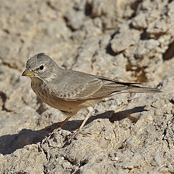 Desert Lark