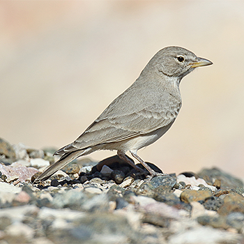 Desert Lark