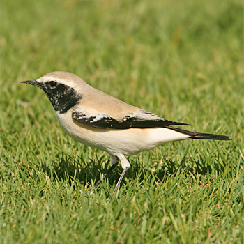 Desert Wheatear