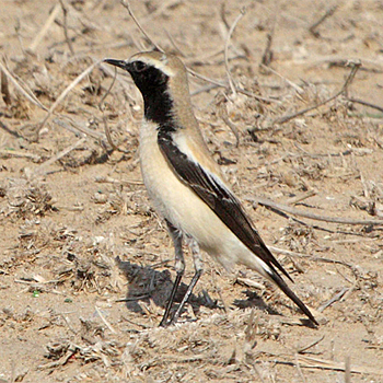 Desert Wheatear